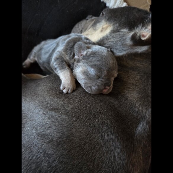 French Bulldog