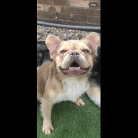 French Bulldog