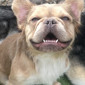 French Bulldog