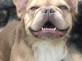 French Bulldog