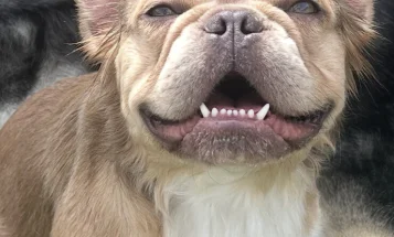 French Bulldog