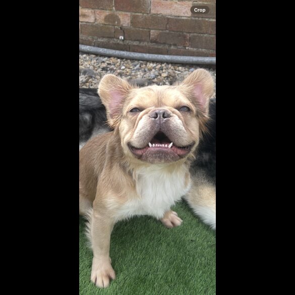 French Bulldog