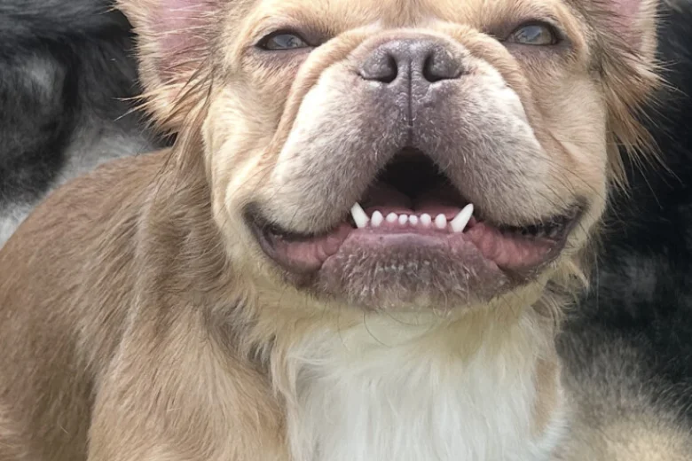 French Bulldog