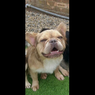 French Bulldog