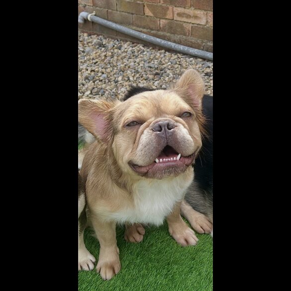 French Bulldog
