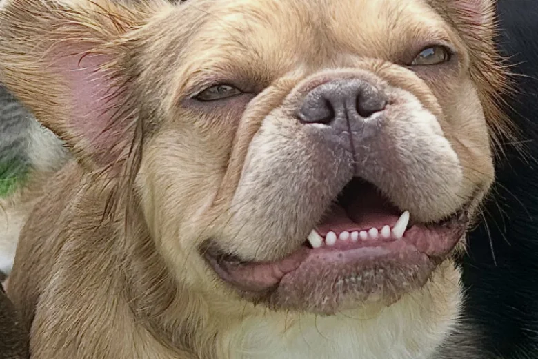 French Bulldog