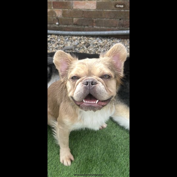 French Bulldog