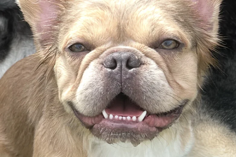 French Bulldog