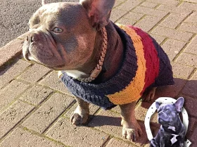 French Bulldog