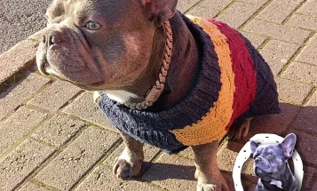 French Bulldog