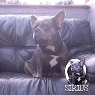 French Bulldog