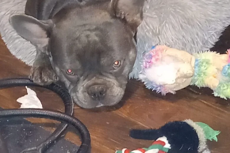 French Bulldog