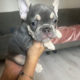 French Bulldog