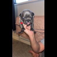 French Bulldog