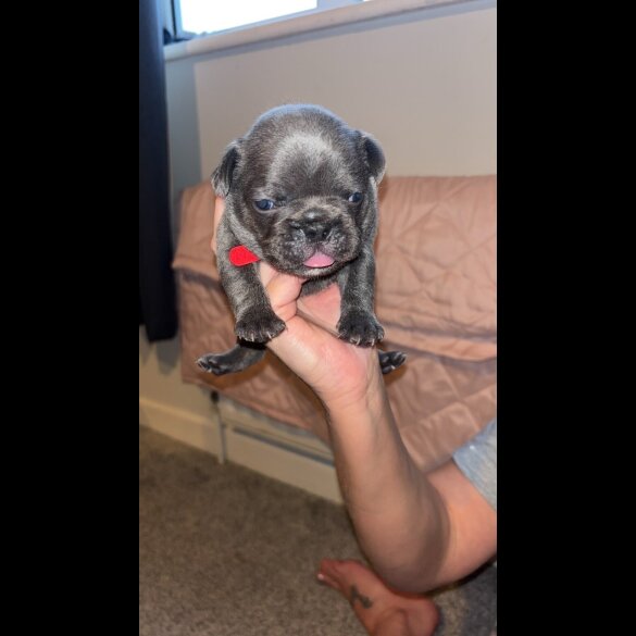French Bulldog