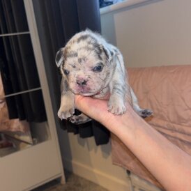 French Bulldog