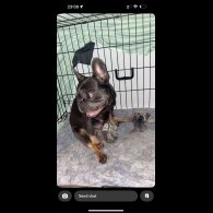 French Bulldog