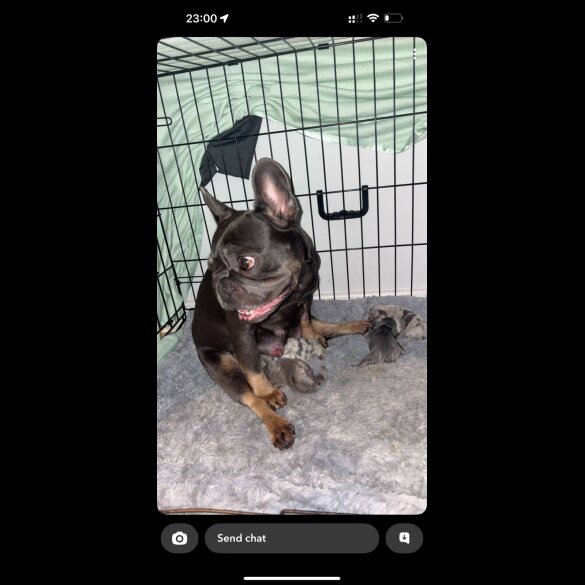 French Bulldog