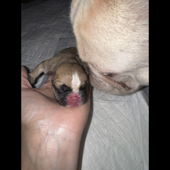 French Bulldog