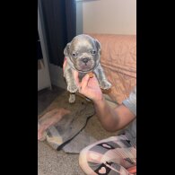 French Bulldog