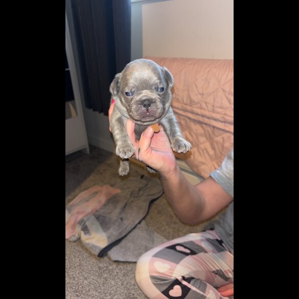French Bulldog