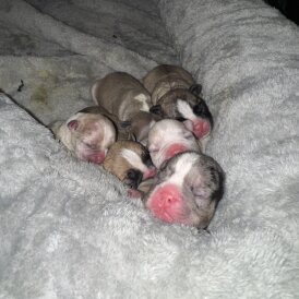 French Bulldog