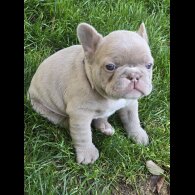 French Bulldog