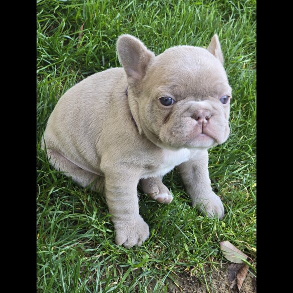 French Bulldog