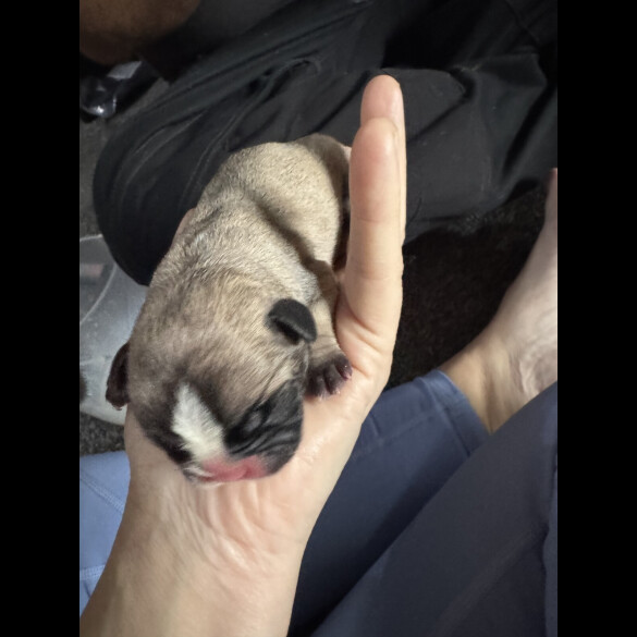 French Bulldog