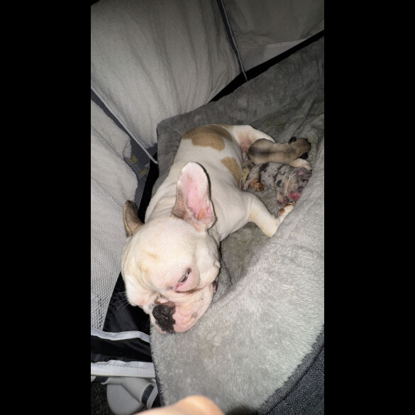 French Bulldog