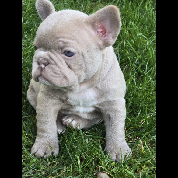 French Bulldog