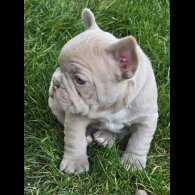 French Bulldog
