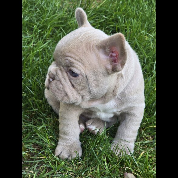 French Bulldog