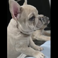 French Bulldog