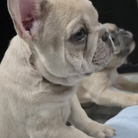 French Bulldog