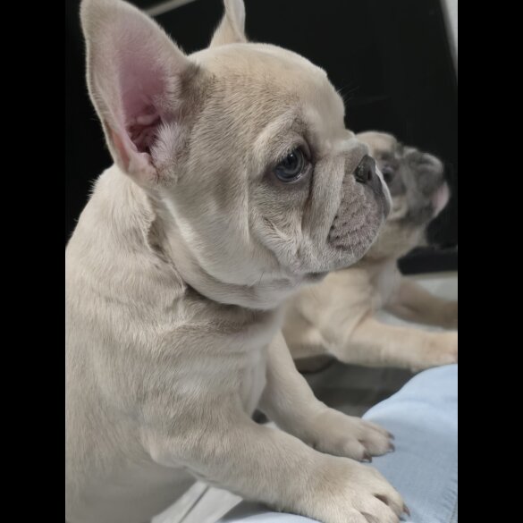 French Bulldog