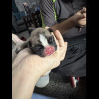 French Bulldog