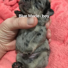 French Bulldog