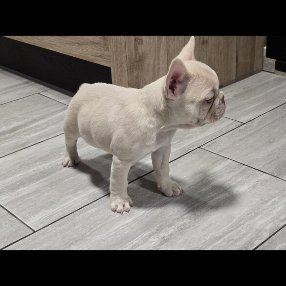 French Bulldog