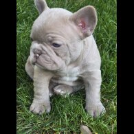 French Bulldog