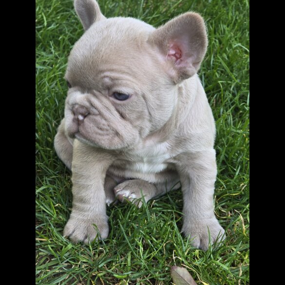 French Bulldog