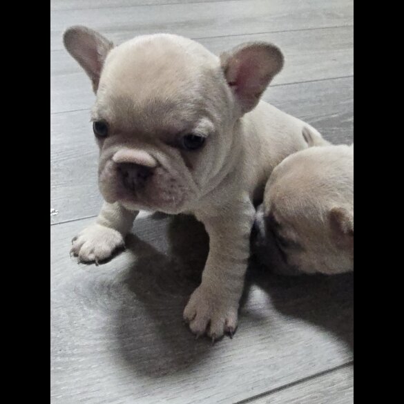 French Bulldog