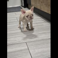 French Bulldog