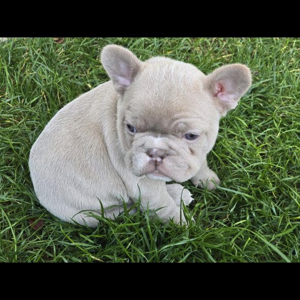 French Bulldog