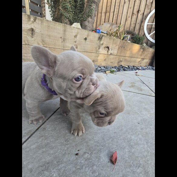 French Bulldog