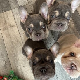 French Bulldog