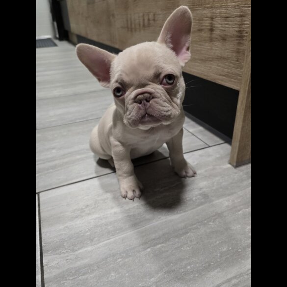 French Bulldog