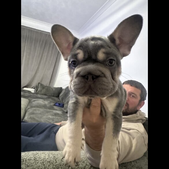 French Bulldog