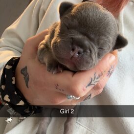 French Bulldog