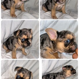 French Bulldog